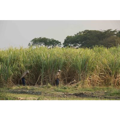 Sugar Cane Farmers Venezuela