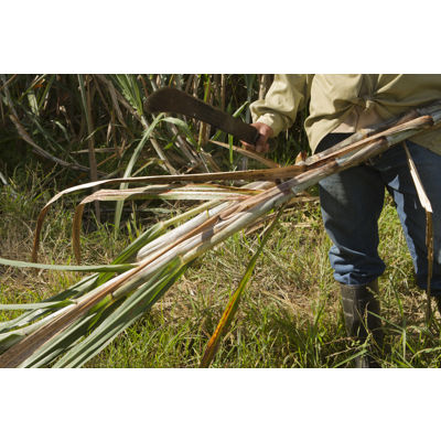 Sugar Cane Venezuela