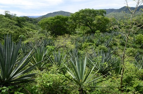 Rhodecantha and Angustifolia wild agaves 